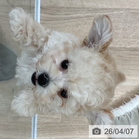 福岡県のトイプードル(トイ) (ペットプラス 八幡東店/2026年1月27日生まれ/男の子/クリーム)の子犬の3枚目の画像