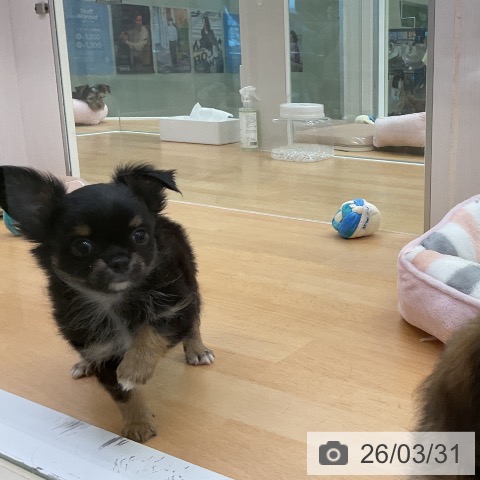 福岡県のチワワ(ロング) (ペットプラス 福岡店/2026年1月29日生まれ/男の子/ブラックタンホワイト)の子犬の4枚目の画像
