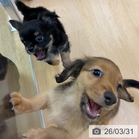 福岡県のチワワ(ロング) (ペットプラス 福岡店/2026年1月29日生まれ/男の子/ブラックタンホワイト)の子犬の3枚目の画像