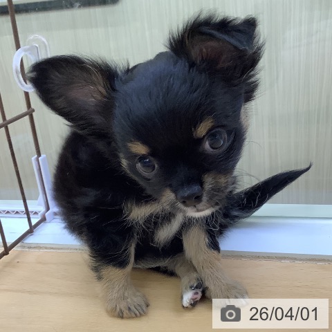 福岡県のチワワ(ロング) (ペットプラス 福岡店/2026年1月29日生まれ/男の子/ブラックタンホワイト)の子犬の3枚目の画像