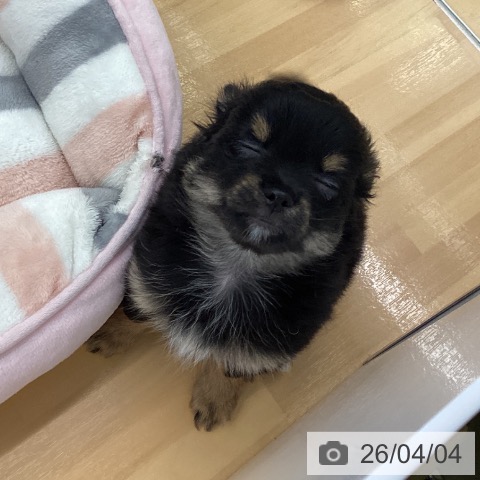 福岡県のチワワ(ロング) (ペットプラス 黒崎店/2026年1月29日生まれ/女の子/ブラックタンホワイト)の子犬の4枚目の画像