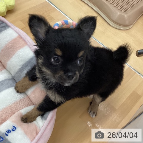 福岡県のチワワ(ロング) (ペットプラス 黒崎店/2026年1月29日生まれ/女の子/ブラックタンホワイト)の子犬の3枚目の画像