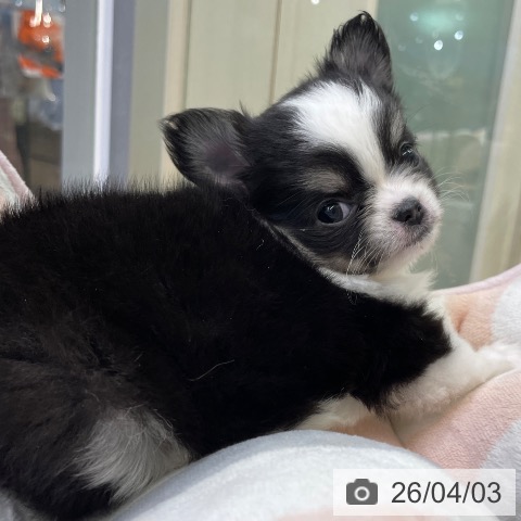 福岡県のチワワ(ロング) (ペットプラス MARK IS 福岡ももち店/2026年1月26日生まれ/女の子/ブラックタンホワイト)の子犬の4枚目の画像