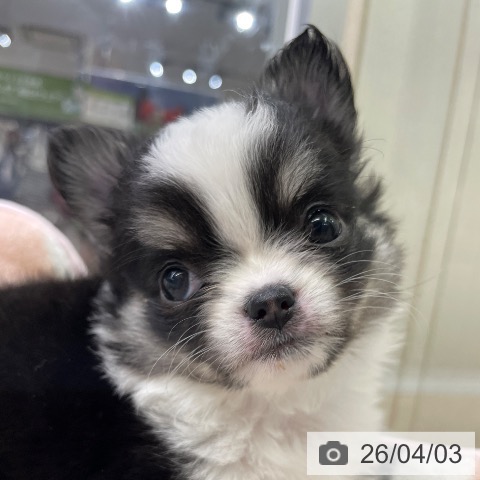 福岡県のチワワ(ロング) (ペットプラス MARK IS 福岡ももち店/2026年1月26日生まれ/女の子/ブラックタンホワイト)の子犬の3枚目の画像