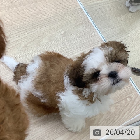 長崎県のシーズー (ペットプラス 長崎店/2026年1月26日生まれ/男の子/ゴールドホワイト)の子犬の4枚目の画像