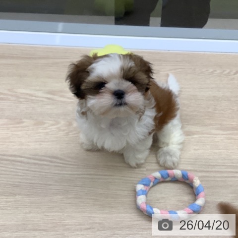 長崎県のシーズー (ペットプラス 長崎店/2026年1月26日生まれ/男の子/ゴールドホワイト)の子犬の3枚目の画像