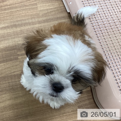 茨城県のシーズー (ペッツワン つくば店/2026年1月26日生まれ/男の子/ゴールドホワイト)の子犬の4枚目の画像