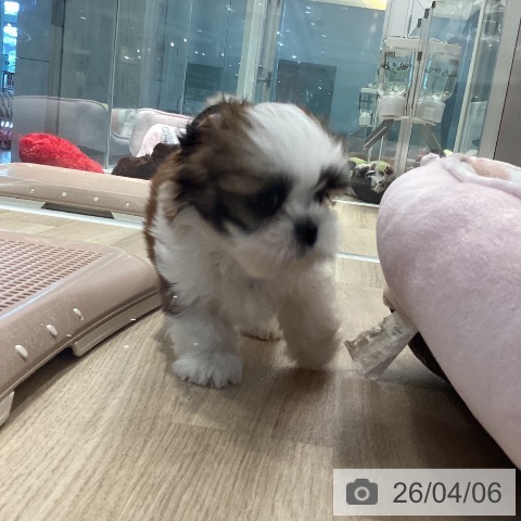 茨城県のシーズー (ペッツワン つくば店/2026年1月26日生まれ/男の子/ゴールドホワイト)の子犬の3枚目の画像