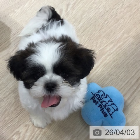 沖縄県のシーズー (ペットプラス 沖縄ライカム店/2026年1月26日生まれ/男の子/ゴールドホワイト)の子犬の3枚目の画像