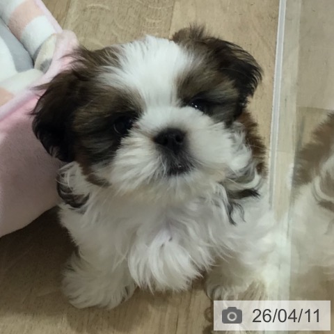 長野県のシーズー (ペットプラス 長野店/2026年1月26日生まれ/男の子/ゴールドホワイト)の子犬の4枚目の画像