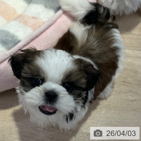 長野県のシーズー (ペットプラス 長野店/2026年1月26日生まれ/男の子/ゴールドホワイト)の子犬の3枚目の画像