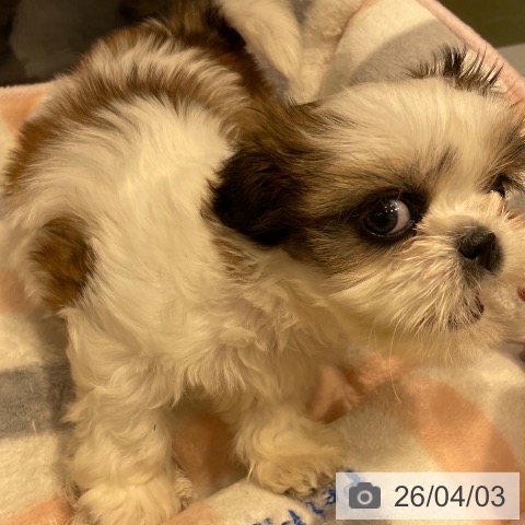 福岡県のシーズー (ペットプラス MARK IS 福岡ももち店/2026年1月26日生まれ/女の子/ゴールドホワイト)の子犬の4枚目の画像