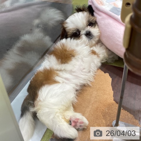 福岡県のシーズー (ペットプラス MARK IS 福岡ももち店/2026年1月26日生まれ/女の子/ゴールドホワイト)の子犬の3枚目の画像