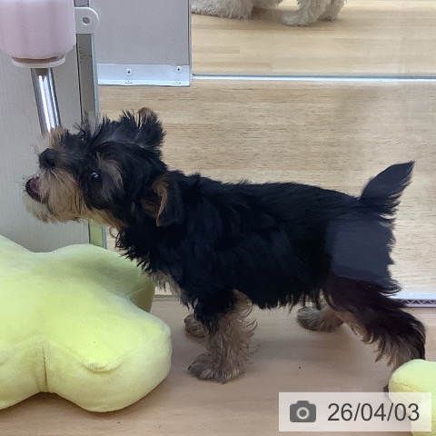 ヨークシャー・テリアの写真