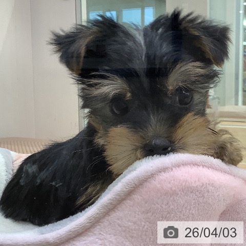 福岡県のヨークシャーテリア (ペットプラス 福岡店/2026年1月29日生まれ/男の子/スチールブルータン)の子犬の4枚目の画像