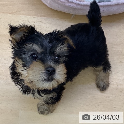 福岡県のヨークシャーテリア (ペットプラス 福岡店/2026年1月29日生まれ/男の子/スチールブルータン)の子犬の3枚目の画像
