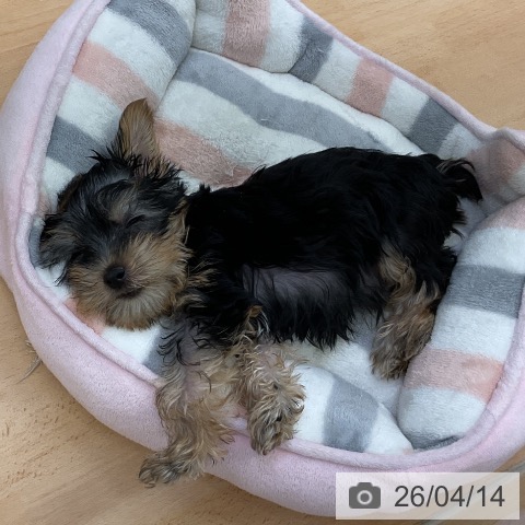 福岡県のヨークシャーテリア (ペットプラス 福岡店/2026年1月29日生まれ/男の子/スチールブルータン)の子犬の4枚目の画像