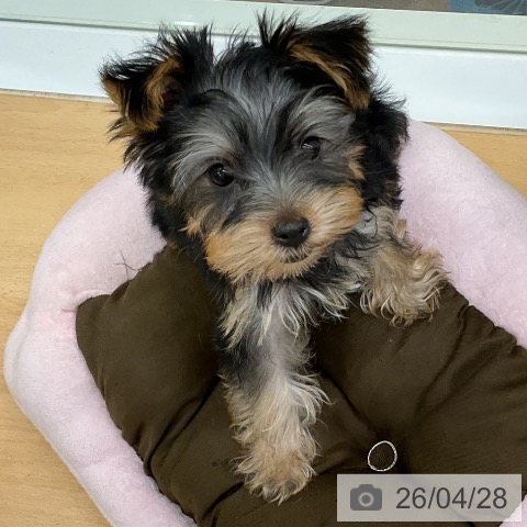 福岡県のヨークシャーテリア (ペットプラス 福岡店/2026年1月29日生まれ/男の子/スチールブルータン)の子犬の3枚目の画像