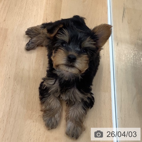 熊本県のヨークシャーテリア (ペットプラス 熊本店/2026年1月29日生まれ/男の子/スチールブルータン)の子犬の3枚目の画像