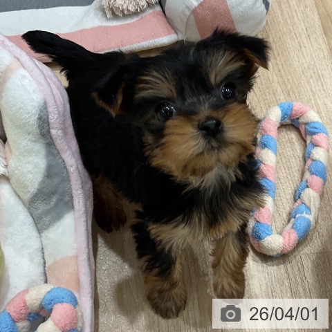 福岡県のヨークシャーテリア (ペットプラス 八幡東店/2026年1月29日生まれ/女の子/スチールブルータン)の子犬の4枚目の画像