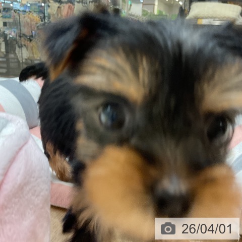 福岡県のヨークシャーテリア (ペットプラス 八幡東店/2026年1月29日生まれ/女の子/スチールブルータン)の子犬の3枚目の画像