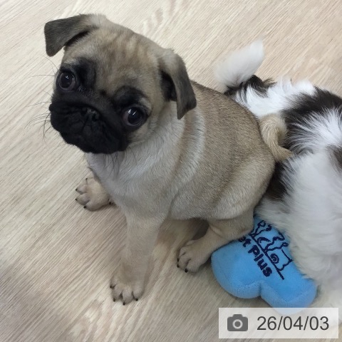 沖縄県のパグ (ペットプラス 沖縄ライカム店/2026年1月28日生まれ/女の子/フォーン)の子犬の3枚目の画像