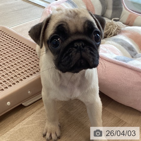 福岡県のパグ (ペットプラス ららぽーと福岡店/2026年1月28日生まれ/女の子/フォーン)の子犬の4枚目の画像