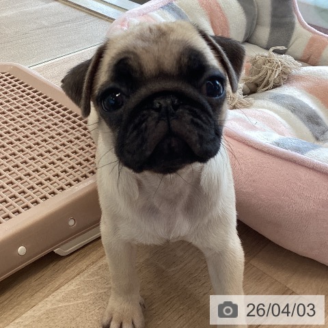 福岡県のパグ (ペットプラス ららぽーと福岡店/2026年1月28日生まれ/女の子/フォーン)の子犬の3枚目の画像