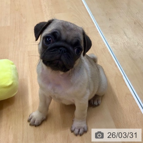 熊本県のパグ (ペットプラス 熊本店/2026年1月28日生まれ/女の子/フォーン)の子犬の3枚目の画像