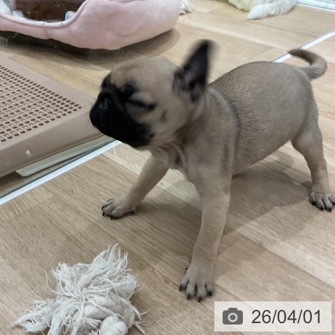 福岡県のパグ (ペットプラス 八幡東店/2026年1月28日生まれ/女の子/フォーン)の子犬の4枚目の画像