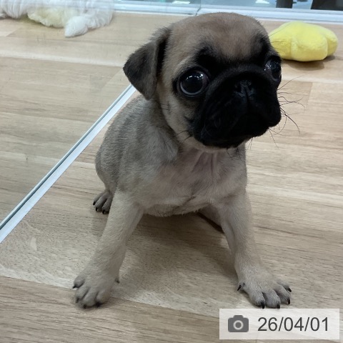 福岡県のパグ (ペットプラス 八幡東店/2026年1月28日生まれ/女の子/フォーン)の子犬の3枚目の画像