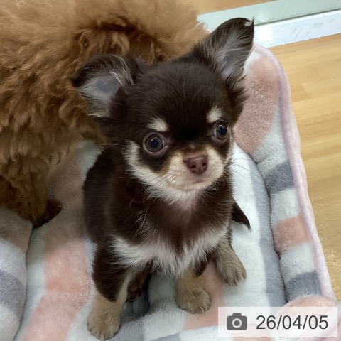 福岡県のチワワ(ロング) (ペットプラス 黒崎店/2026年1月28日生まれ/男の子/チョコレートタンホワイト)の子犬の4枚目の画像