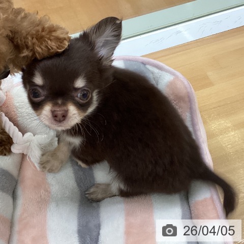 福岡県のチワワ(ロング) (ペットプラス 黒崎店/2026年1月28日生まれ/男の子/チョコレートタンホワイト)の子犬の3枚目の画像
