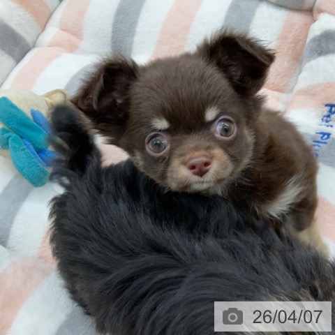 福岡県のチワワ(ロング) (ペットプラス 春日店/2026年1月28日生まれ/女の子/チョコレートタンホワイト)の子犬の4枚目の画像