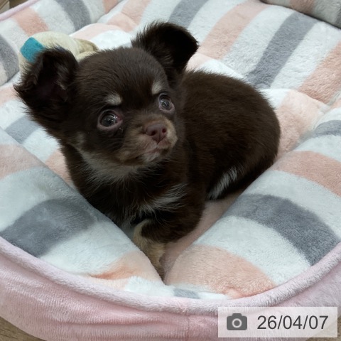 福岡県のチワワ(ロング) (ペットプラス 春日店/2026年1月28日生まれ/女の子/チョコレートタンホワイト)の子犬の3枚目の画像