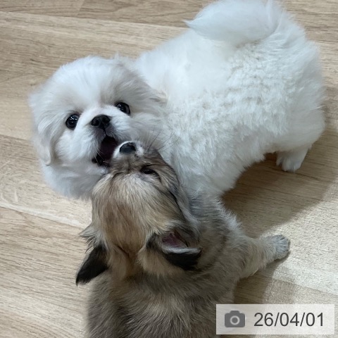 福岡県のペキニーズ (ペットプラス 八幡東店/2026年1月28日生まれ/男の子/ホワイトクリーム)の子犬の4枚目の画像