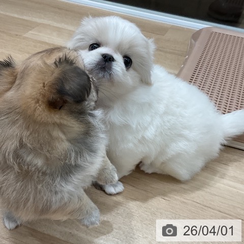 福岡県のペキニーズ (ペットプラス 八幡東店/2026年1月28日生まれ/男の子/ホワイトクリーム)の子犬の3枚目の画像