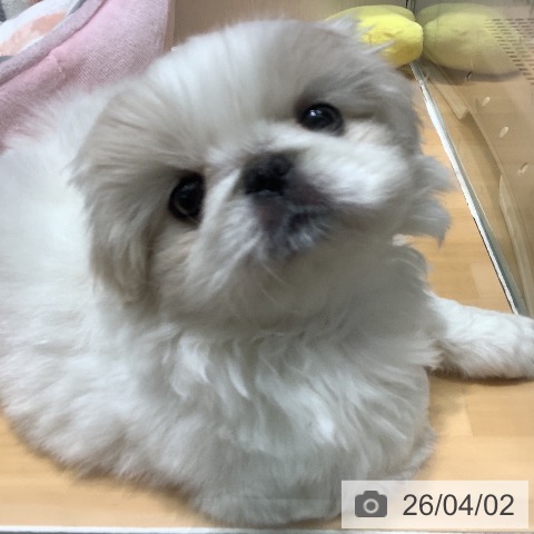 ペキニーズの写真