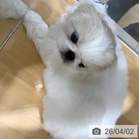 ペキニーズの写真