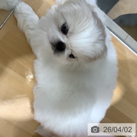 ペキニーズの写真