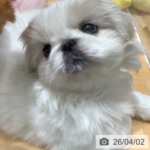 ペキニーズの写真