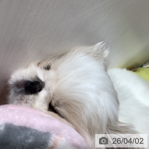 ペキニーズの写真