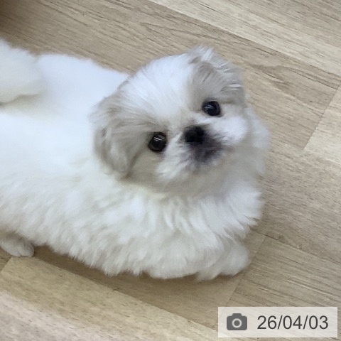 山梨県のペキニーズ (ペットプラス 甲府昭和店/2026年1月28日生まれ/女の子/ホワイトクリーム)の子犬の4枚目の画像