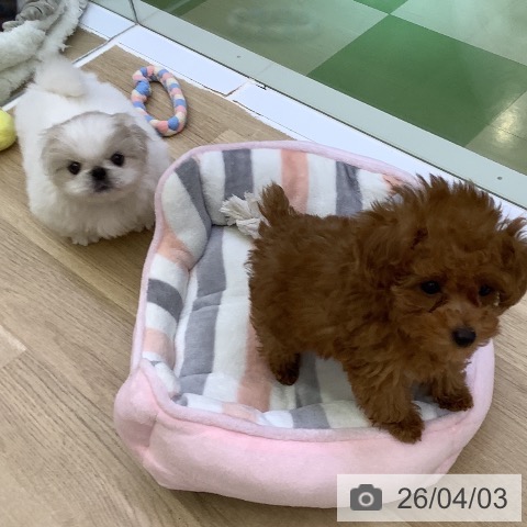 山梨県のペキニーズ (ペットプラス 甲府昭和店/2026年1月28日生まれ/女の子/ホワイトクリーム)の子犬の3枚目の画像