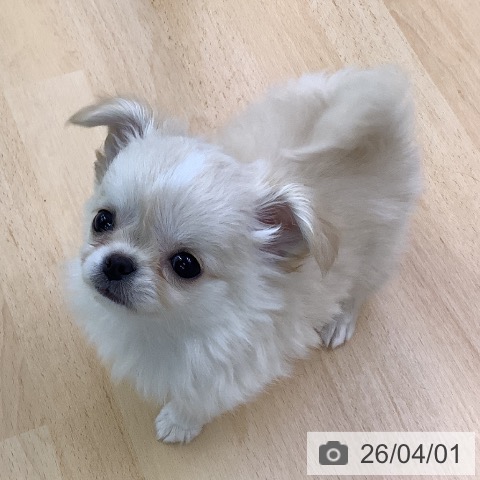 福岡県のチワワ(ロング) (ペットプラス 福岡店/2026年1月27日生まれ/男の子/クリーム)の子犬の4枚目の画像