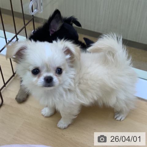 福岡県のチワワ(ロング) (ペットプラス 福岡店/2026年1月27日生まれ/男の子/クリーム)の子犬の3枚目の画像