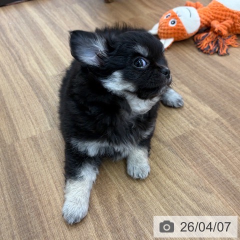 東京都のチワワ(ロング) (ペッツワン 青梅インター店/2026年1月28日生まれ/女の子/ブラックタンホワイト)の子犬の4枚目の画像