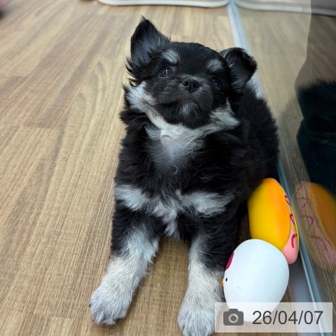 東京都のチワワ(ロング) (ペッツワン 青梅インター店/2026年1月28日生まれ/女の子/ブラックタンホワイト)の子犬の4枚目の画像