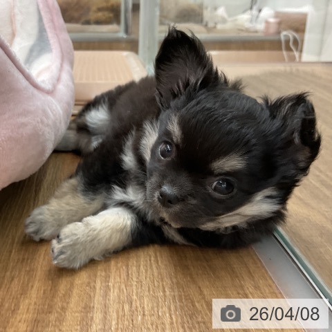 東京都のチワワ(ロング) (ペッツワン 青梅インター店/2026年1月28日生まれ/女の子/ブラックタンホワイト)の子犬の4枚目の画像