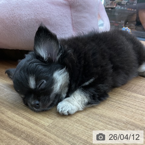 東京都のチワワ(ロング) (ペッツワン 青梅インター店/2026年1月28日生まれ/女の子/ブラックタンホワイト)の子犬の3枚目の画像